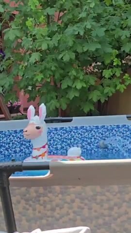 This video captures a close-up view of an inflatable llama pool float in an above-ground swimming pool. The float, predominantly white with pink ears and a tan face, is adorned with a colorful patterned saddle. The pool water is clear and blue, with small ripples visible. Behind the pool, lush green foliage from a large tree dominates the background, suggesting a warm, possibly sunny day. A pink wall and a fence are faintly visible through the leaves, hinting at a backyard setting. The pool itself has a textured, mosaic-like pattern on its exterior. The overall atmosphere is one of leisure and summer fun. No visible text is present in the video. Given the location context provided, this scene is likely taking place in a residential backyard in Kutná Hora, Czechia.