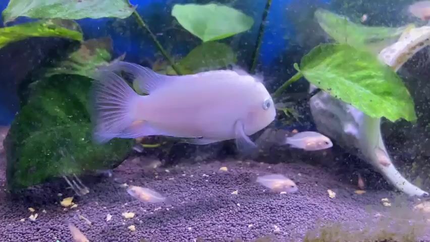 A light purple fish with a pinkish hue near its gills swims in a freshwater aquarium. The fish has a prominent eye and a flowing tail fin. It is surrounded by lush green aquatic plants and a substrate of dark gravel. Several smaller, lighter-colored fish are visible in the background, as well as near the substrate. The water appears slightly murky.