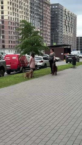 Two women and three dogs are on a paved walkway next to a grassy area. The woman on the left is wearing a pink jacket and is standing next to a light brown dog. The woman on the right is wearing a dark shirt and dark pants and is standing next to a dark brown dog. The dark brown dog is jumping up towards the woman on the right. A second light brown dog is standing near the first light brown dog. In the background, there are several tall apartment buildings, parked cars, and a red delivery van. The sky is overcast.