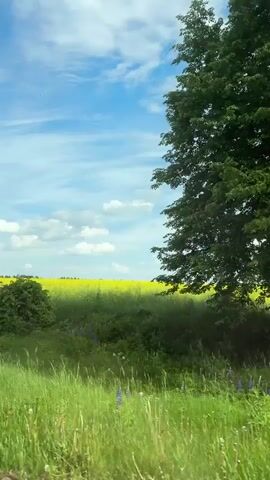 The video shows a view of a field of yellow flowers from a moving vehicle. The sky is blue with scattered clouds. There are green trees on either side of the road.