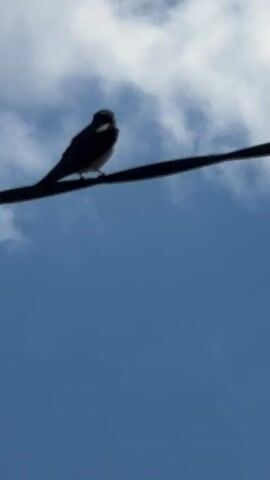A silhouette of a small bird is perched on a wire against a blue sky with white clouds. The bird is facing to the right with its head tilted down slightly. The wire is dark and appears to be a power line. The sky is clear and bright, indicating daytime.