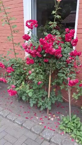 The video captures a slow pan across a building's exterior, revealing a brick facade with multiple windows and doors. Along the base of the building, a paved walkway is lined with various bushes and flowering plants, including numerous red and white roses. Fallen red petals are scattered on the ground near the base of the red roses. A black garbage can is visible next to a doorway, and a small, cross-shaped ornament is affixed to the brick wall above another door. The overall scene suggests a well-maintained outdoor area adjacent to a building.