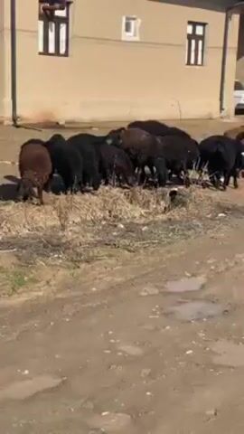 A herd of mostly black sheep are grazing on a patch of dry grass and foliage next to a dirt road. There are some brown sheep among the herd. A tan, two-story building with three square windows and a white car parked under the roof overhang are visible in the background. There are some puddles on the dirt road. The video appears to be taken during the day.