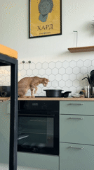 Cat investigates pot on kitchen counter in Khimki