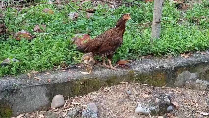 A hen and her chick stand on a concrete ledge covered with grass. The hen is a dark reddish-brown color with a red comb and wattle. She is looking to the left with her beak slightly open. The chick is smaller and lighter brown, with yellow downy feathers. It is standing to the left of the hen, facing forward. Behind them, there is lush green foliage with some brown palm fronds and coconuts. The ground in front of the ledge is covered with dirt, rocks, and dry leaves. A wooden pole is visible to the right of the hen.