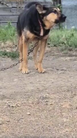 A German Shepherd dog is chained and barking. The dog is standing in a dirt yard with some grass in the background. There is a wooden fence and a metal shed in the background. The dog is wearing a pink collar. The dog's tail is up and it is looking to the right. The dog is barking with its mouth open.