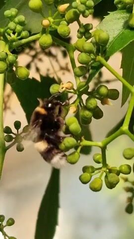 A bumblebee is shown in close-up on a green plant with many small buds. The bumblebee is black and yellow striped, with translucent wings. It is clinging to the plant and appears to be feeding on one of the buds. The background is blurry and light-colored.