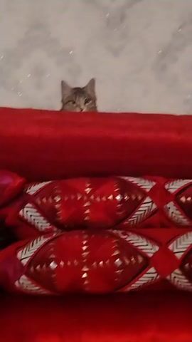 The video shows a cat peering over a stack of red and patterned cushions. The cat meows loudly, and the camera then pans away to show a bed with a white and gray patterned sheet and some dark clothing items on it.  The wall behind the cushions has a white and gray floral pattern. The overall setting appears to be indoors, possibly a bedroom.