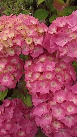 This is a close-up, vertical video of a cluster of vibrant pink hydrangeas in Annagry, Ireland. The blossoms are large and full, with individual florets showing a gradient of color, transitioning from a bright pink at the outer edges to a softer, creamy yellow towards the center. The leaves are a mix of lush green and a deeper, purplish-red, indicating a possible change in season or variety. The lighting suggests it is daytime, with natural light illuminating the flowers. There are no people or discernible objects other than the plants themselves. The scene is a natural setting, likely a garden or a wild area where hydrangeas grow. The overall impression is one of natural beauty and abundance. The video captures the intricate details of the hydrangea blooms and their foliage, highlighting the textures and colors of the flowers.