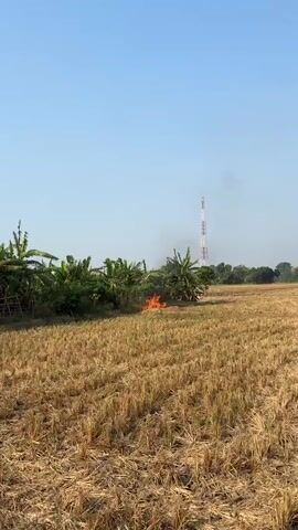 The video shows a dry, harvested rice field under a clear blue sky. A small fire is burning in the middle of the field, with visible flames and smoke. To the left of the field, there is a dense area of banana trees and other vegetation. In the distance, a tall, white and red tower is visible. The camera pans to reveal a red walking tractor parked near a fence, with a motorcycle behind it. The ground is covered in dry, yellow straw, and patches of darker, burnt material are visible on the ground. The smoke from the fire is drifting towards the left of the frame. The overall scene suggests an agricultural setting where crop residue is being burned.
