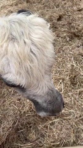 The video begins with a close-up of the back of a fluffy, gray and white animal, possibly a llama or alpaca, lying on a bed of straw. Its head is lowered, and its mane is visible. A hand reaches into the frame and begins to pet the animal's back. The camera then pans slightly to reveal another llama, this one standing and facing the camera, also on a straw-covered ground. The first animal's head is again visible, with a black ear and a yellow tag. The person's hand is shown again, petting the animal's neck and head. The animal then lowers its head further, appearing to eat or interact with the straw. The video ends with a person's hand, wearing a ring, gently touching the animal's head. The overall environment appears to be an outdoor enclosure, possibly a farm or petting zoo, with straw covering the ground.