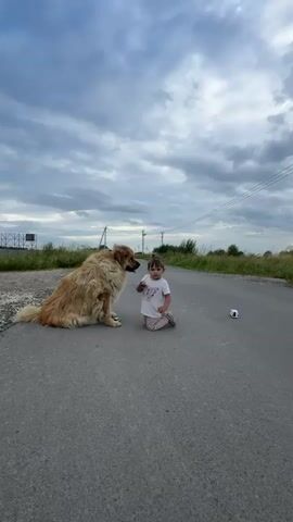 A fluffy brown dog sits on an asphalt road. A young child in a white t-shirt and patterned pants kneels facing the dog. The child holds up a small white object. Another small white object is on the road to the right of the child. The child is looking towards the dog. The dog is looking at the child. The sky is cloudy. There is grass and vegetation on the sides of the road.