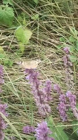A butterfly lands on a purple flower. The butterfly is light brown with black markings. It flutters its wings. The flower is part of a cluster of purple flowers. The background is blurred with green leaves and dry grass.