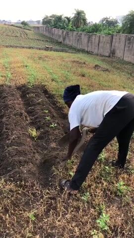 A person is working in a field, planting crops in rows. The person is wearing a white shirt and black pants. They are bent over, digging in the dirt with a tool. The field is covered in grass and dirt, with some small plants growing in the rows. In the background, there is a fence and some trees. The sky is cloudy.