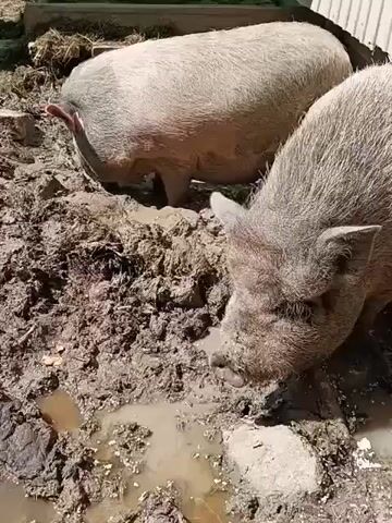 Two pigs are in a muddy enclosure. The pig in the foreground is a lighter grey with coarse hair and is sniffing and drinking from a puddle. The pig in the background is larger and darker, with its head down, also appearing to be in the mud. The enclosure consists of mud, dirt, and some debris. The lighting suggests it is daytime.