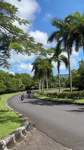 Morning traffic flows through palm-lined roads in Pecatu, Indonesia