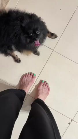 A black Pomeranian dog with its tongue sticking out is looking up at a person's feet which are positioned in front of it. The dog is lying down on a tiled floor. The person is wearing black pants. The toenails are painted a light green color.