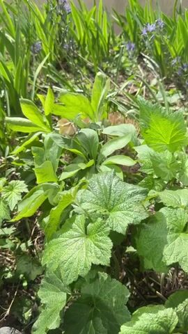The camera focuses on a patch of ground in a garden filled with various plants. The foreground features large, textured green leaves, interspersed with other plants with smoother, rounder leaves. In the middle ground is a beige hellebore flower and more green foliage.  Further back, taller, slender green plants with sparse purple flowers stand against a white background. The plants are bathed in sunlight, which casts shadows across the ground. The camera remains stationary throughout the video.