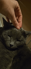 Cozy night in Krasnodar: a sleepy gray cat and a late drive