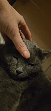 Cozy night in Krasnodar: a sleepy gray cat and a late drive
