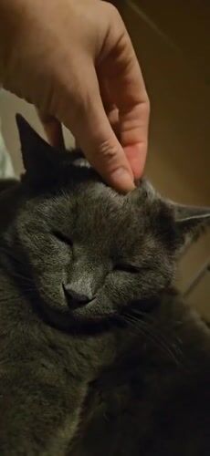 Cozy night in Krasnodar: a sleepy gray cat and a late drive