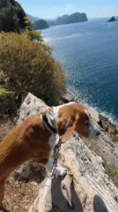 Dog on leash spotted on cliff overlooking ocean in Montenegro