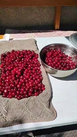 The video shows a close-up, overhead shot of a large pile of bright red cherries spread out on a textured grey towel. To the right of the cherries, a silver bowl is filled with more cherries. The scene appears to be outdoors, with sunlight casting distinct shadows, suggesting a sunny day. The background is blurred but hints at an outdoor setting, possibly a patio or yard, with some wooden structures and a patterned fabric visible. There is no text present in the video. The focus is solely on the cherries, which are glistening, likely from being recently washed or collected. The overall impression is one of preparation for cooking or preserving, given the abundance of fruit. The abundance of cherries and the sunny environment suggest a harvest or a preparation phase for seasonal food processing.