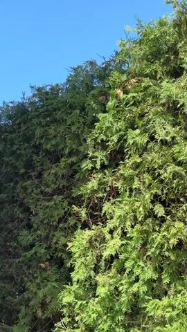 The video shows a close-up, vertical shot of a dense, green evergreen hedge against a bright blue sky. The hedge is composed of thick, scale-like foliage and appears to be well-maintained. The sunlight highlights the texture of the leaves and casts shadows within the dense branches. The camera is positioned low and angled upwards, emphasizing the height and fullness of the hedge. There are no people or animals visible in the frame, nor any discernible actions or interactions taking place. The environment is natural and serene, suggesting an outdoor setting, likely a garden or yard. The lighting indicates it is daytime with clear weather.