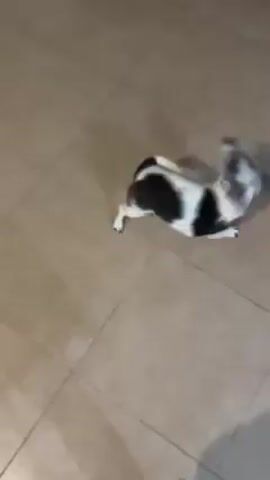 The video shows a small, black-and-white dog standing on a beige tile floor. The dog is facing the right and then starts to rotate around in place to the left, seemingly trying to scratch itself. A person’s bare foot is visible at the bottom right of the frame.