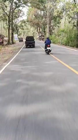 The video shows a view from behind a moving vehicle on a paved road surrounded by trees. A black pickup truck is in front of the camera, and a person on a motorcycle is ahead of the truck, further down the road. On the left side of the road, there are more trees and what appears to be a small wooden structure or shed. On the right side of the road, there are also trees and some small buildings with thatched roofs. The road has a yellow line down the center. The overall scene appears to be a rural or natural setting.