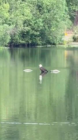 A bald eagle stands on two floating objects in the middle of a body of water. The water is calm and reflects the green trees lining the shore. The eagle is facing to the left.