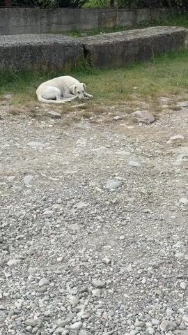 The video shows a white dog lying on dry grass next to a rocky path. The dog is in a relaxed position, with its head resting on its paws. Behind the dog, there are two large concrete blocks and a low fence. Green foliage can be seen behind the fence. The environment appears to be outdoors, possibly in a rural or undeveloped area. The lighting suggests it is daytime. There are no people visible in the video.