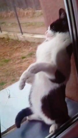 A black and white cat is standing on its hind legs on a windowsill, looking outside. The background shows a yard with brown dirt and some green grass. There's a chain-link fence and some small red objects in the distance. The cat's paws are resting on the window frame, and it appears to be intently watching something outside. The camera is slightly shaky, and there are some visible cracks or scratches on the screen.
