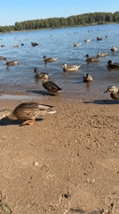 Mallards fed by hand on a calm sandy shore in Rusanovo