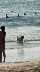 Morning beach activities captured with dog, surfers in Kuta Selatan