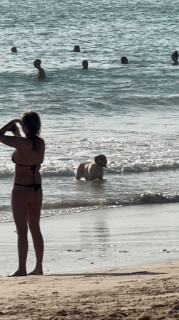 Morning beach activities captured with dog, surfers in Kuta Selatan