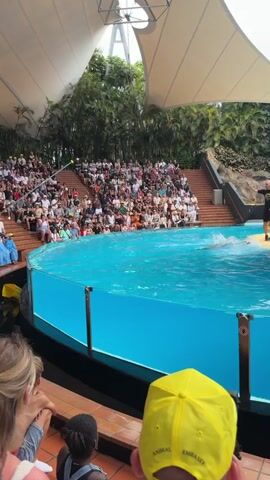 A seal show is taking place in a large pool with tiered seating filled with spectators. A seal is shown leaping out of the water. Another seal is seen in the pool near a sandy area where other seals are gathered. The environment appears to be an outdoor venue with lush greenery and a covered roof structure. The spectators are seated in a semi-circular arrangement facing the pool. Some spectators are wearing hats.