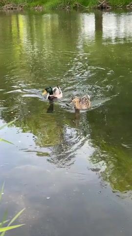 A male and female mallard duck swim in a green, murky river. The male has a green head, white neck band, and grey body, while the female is brown with mottled feathers. They are close together, dipping their heads into the water, possibly feeding. The river reflects trees and the sky. Grass blades are visible in the foreground on the left side of the frame.