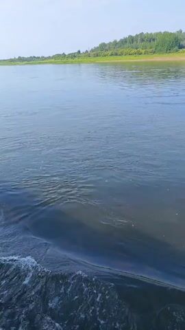 The video shows a view from a boat moving through a wide, calm river. The water in the foreground is dark and churned, with white foam and waves created by the boat's movement. The river extends into the distance, reflecting the clear, pale blue sky. On the far bank, a lush green treeline stretches horizontally, indicating a forested area or dense vegetation. The overall impression is of a peaceful, natural landscape on a clear day.
