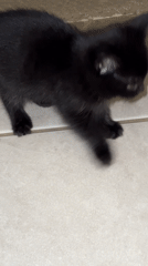 Kittens play and rest indoors in Coquitlam home