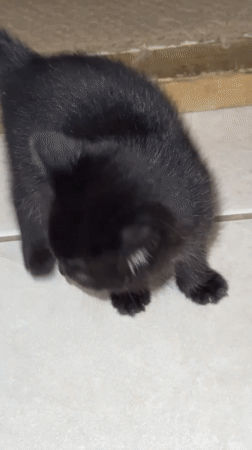 Kittens play and rest indoors in Coquitlam home