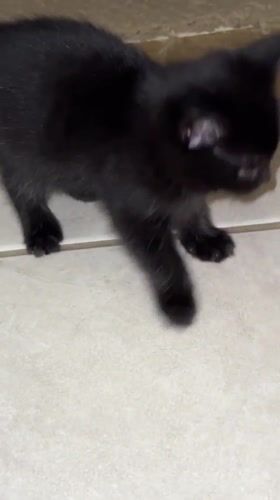 Kittens play and rest indoors in Coquitlam home