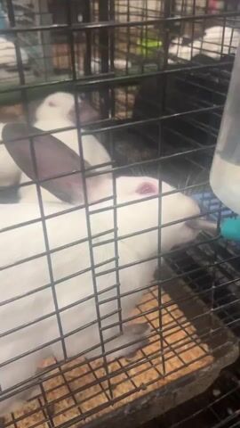 The video shows a close-up of two white rabbits in a wire cage. The rabbit in the foreground is partially obscured by the cage bars, but its pink eye and long ear are visible. It is drinking from a water bottle attached to the side of the cage. Another white rabbit is visible behind it, with its head turned away. The cage appears to be lined with wood shavings.