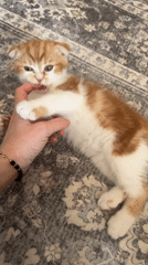 Cats and kittens observed during morning playtime in Nice