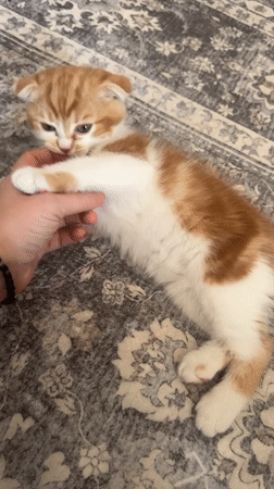 Cats and kittens observed during morning playtime in Nice