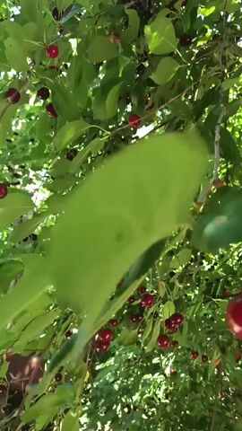 A low-angle, shaky shot pans up through a cherry tree laden with ripe, dark red cherries. The bright sunlight filters through the green leaves and red fruit, creating a dappled effect. The camera movement is erratic, giving the impression of someone walking or reaching through the branches. The video appears to be a casual recording of a bountiful cherry harvest.