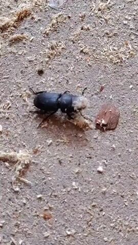 A black beetle is shown on a light brown, granular surface, possibly wood shavings or dirt. The beetle is positioned in the center of the frame and is actively interacting with a small, brown, irregular-shaped object, appearing to be eating it. The beetle has a segmented body, six legs, and two antennae. There is some light-colored, fuzzy material attached to the rear of the beetle's body and near its mouthparts. The surface surrounding the beetle is uneven and scattered with small fragments. The lighting is natural and casts a slight shadow from the beetle. The video is a close-up, static shot.
