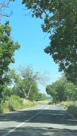 The video shows a point-of-view shot from a vehicle moving along a paved road. The road curves gently to the left. On both sides of the road, there are trees and vegetation. The sky is clear and blue. The trees on the left include a bare, dead tree with many branches and a fully leafed tree. The trees on the right are fully leafed. The sun is shining, casting shadows on the road. The overall impression is a drive through a rural, possibly summer, landscape.