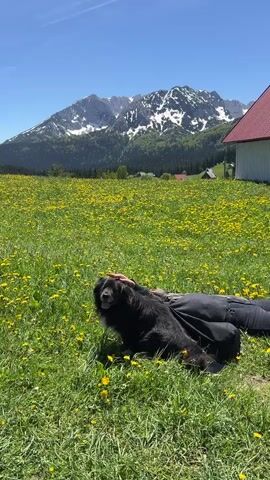 A person lies on their back in a field of grass and yellow dandelions, petting a medium-sized, black dog. The person is dressed in dark clothing. The dog sits near the person’s head and is looking toward the left. The background features a clear, blue sky, a green field dotted with yellow flowers, a few buildings, and a large mountain range with snow-covered peaks. The right edge of a building with a red roof is also visible. The scene appears peaceful and rural.