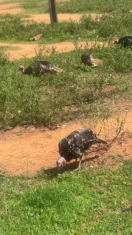 The video shows a flock of turkeys foraging in a grassy area near a patch of bare dirt.  There are at least five turkeys visible, all with dark plumage mottled with white or gray markings. One turkey is closest to the camera and appears to be pecking at the ground. The background consists of green grass and some small bushes.  A metal pole is visible at the top of the frame.  A brief car horn is heard at the start of the video.